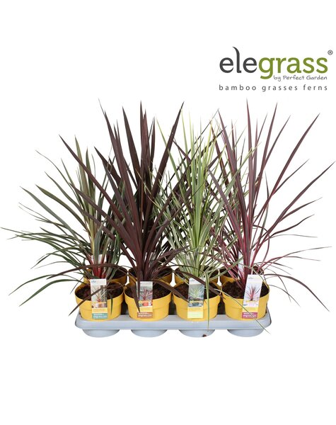 Cordyline Mix-Schale P14