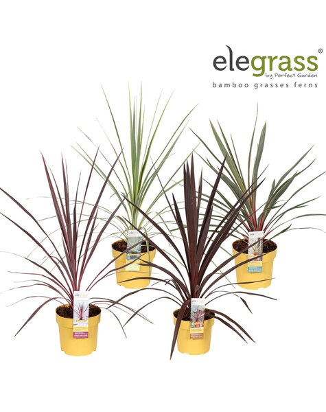 Cordyline-Mix niedrig P14