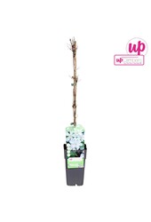 Clematis Huldine P15