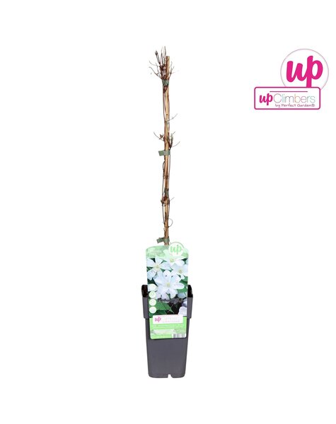 Clematis Huldine P15