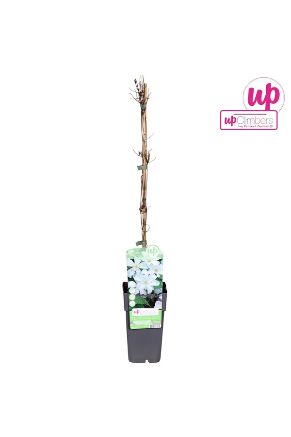 Clematis Huldine P15