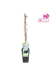 Clematis Huldine P15