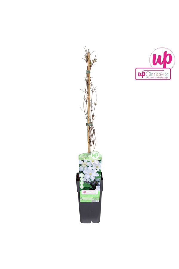 Clematis Huldine P15