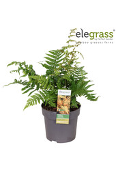 Dryopteris Jurassic Gold P14