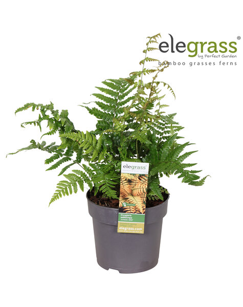 Dryopteris Jurassic Gold P14