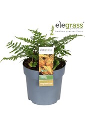 Dryopteris Jurassic Gold P14