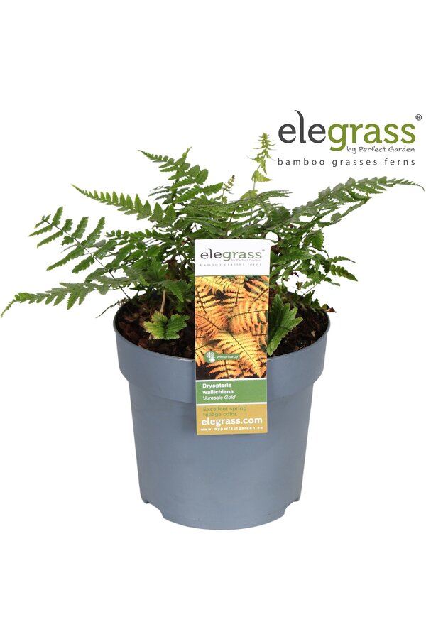 Dryopteris Jurassic Gold P14