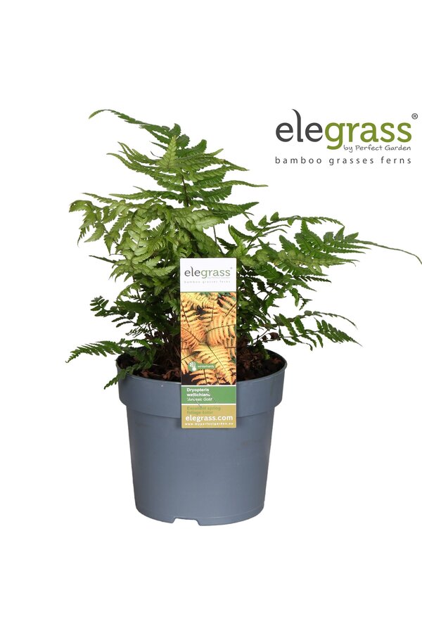 Dryopteris Jurassic Gold P14