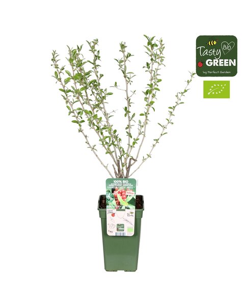 Elaeagnus umbellata Pointilla® Amoroso® Bio P19