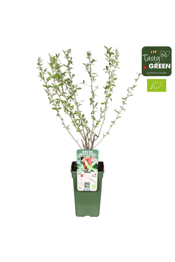 Elaeagnus umbellata Pointilla® Amoroso® Bio P19
