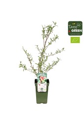 Elaeagnus umbellata Pointilla® Amoroso® Bio P19