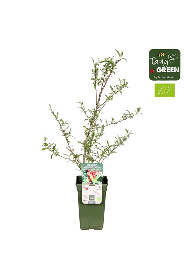 Elaeagnus umbellata Pointilla® Amoroso® Bio P19