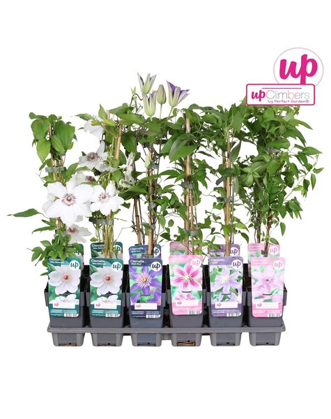 Clematis Mix-Schale Wert P12