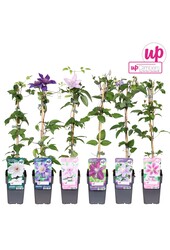 Clematis Mix-Schale Wert P12