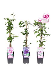 Clematis Mix-Schale Wert P12