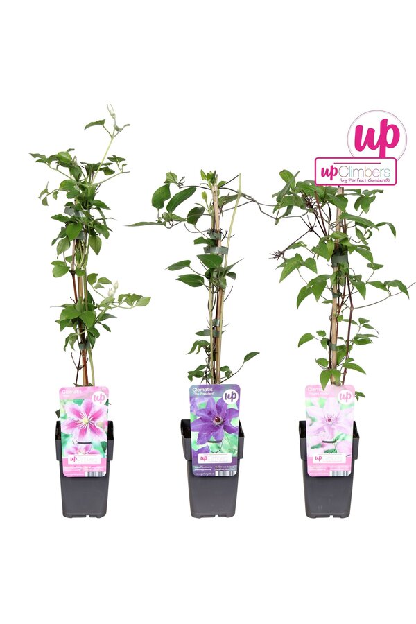 Clematis Mix-Schale Wert P12