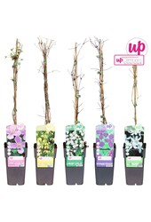 Clematis-Mix-Tray kleinblütig P15