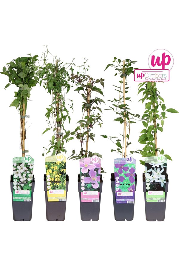 Clematis-Mix-Tray kleinblütig P15