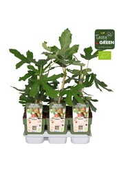 Ficus carica Little Miss Figgy Bio P13