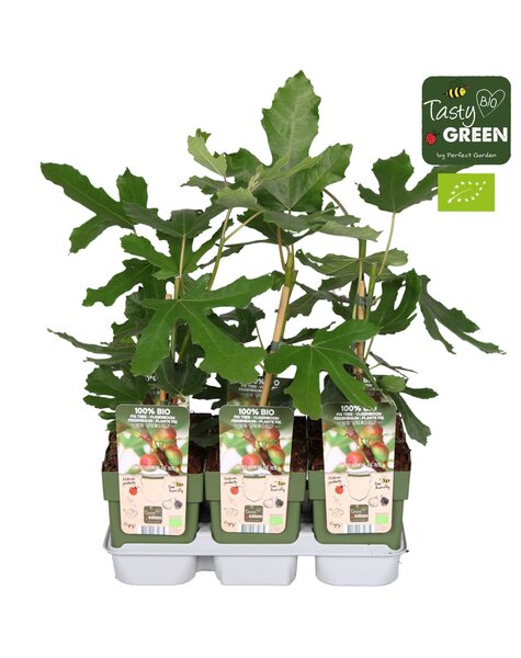 Ficus carica Little Miss Figgy Bio P13