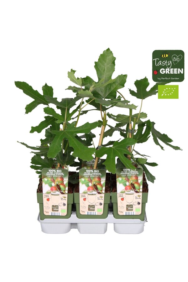 Ficus carica Little Miss Figgy Bio P13