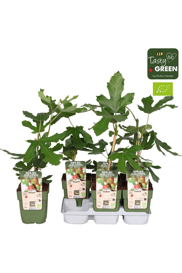 Ficus carica Little Miss Figgy Bio P13