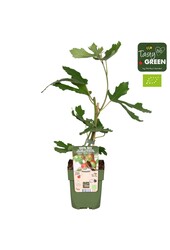 Ficus carica Little Miss Figgy Bio P13