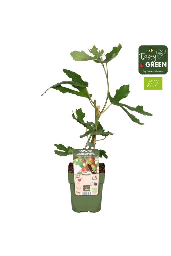 Ficus carica Little Miss Figgy Bio P13