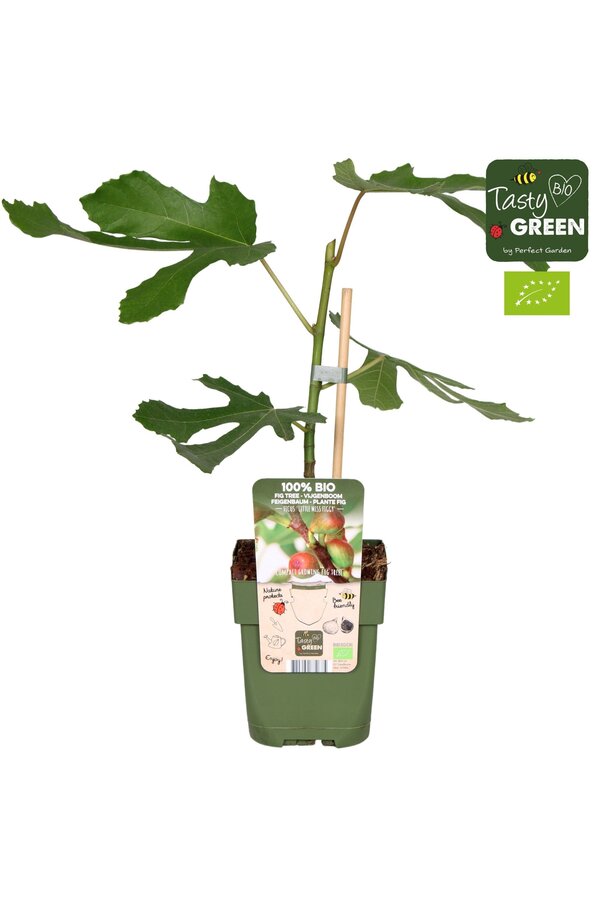 Ficus carica Little Miss Figgy Bio P13