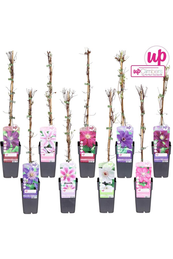 Clematis Mix-Tray großblumig P15