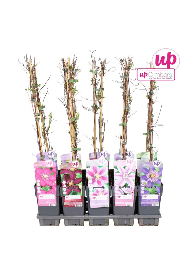 Clematis Mix-Tray großblumig P15