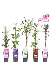 Clematis Mix-Tray großblumig P15