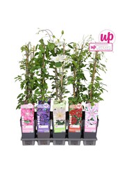 Clematis Mix-Tray großblumig P15