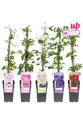 Clematis Mix-Tray großblumig P15