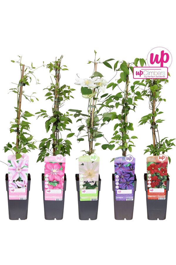 Clematis Mix-Tray großblumig P15