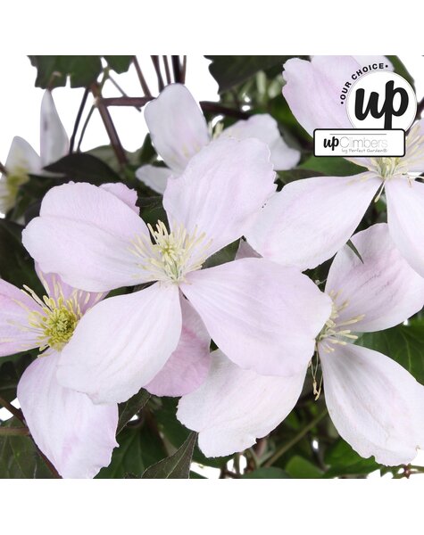Clematis Montana Fenne® P19