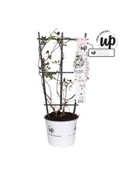 Clematis Montana Fenne® P19