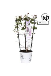 Clematis Montana Fincent® P19