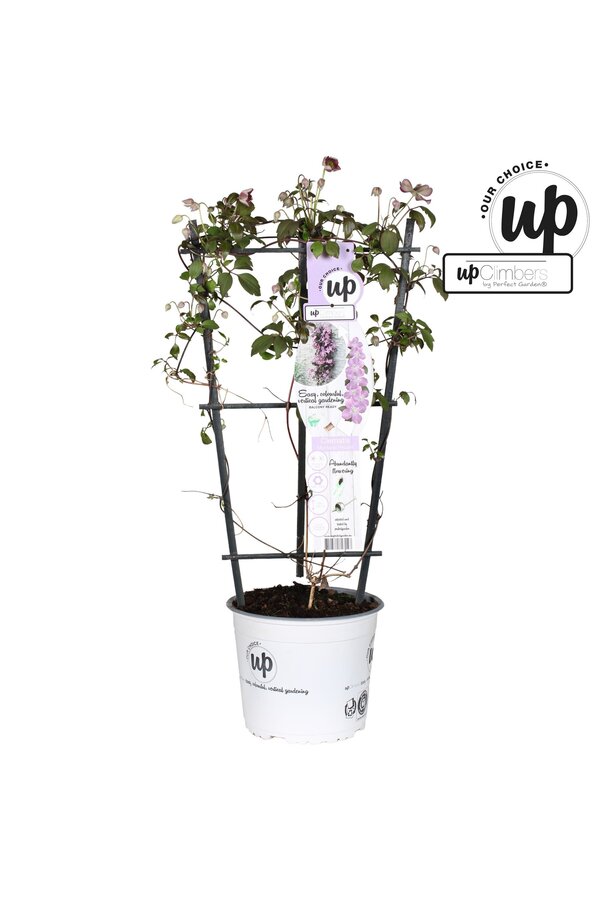 Clematis Montana Fincent® P19