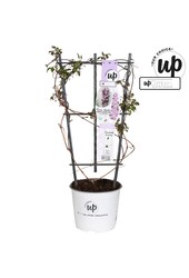 Clematis Montana Fincent® P19