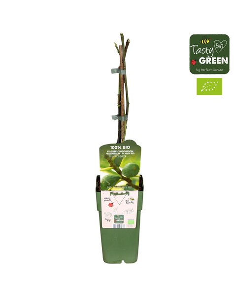 Ficus carica Brown Turkey Bio P15