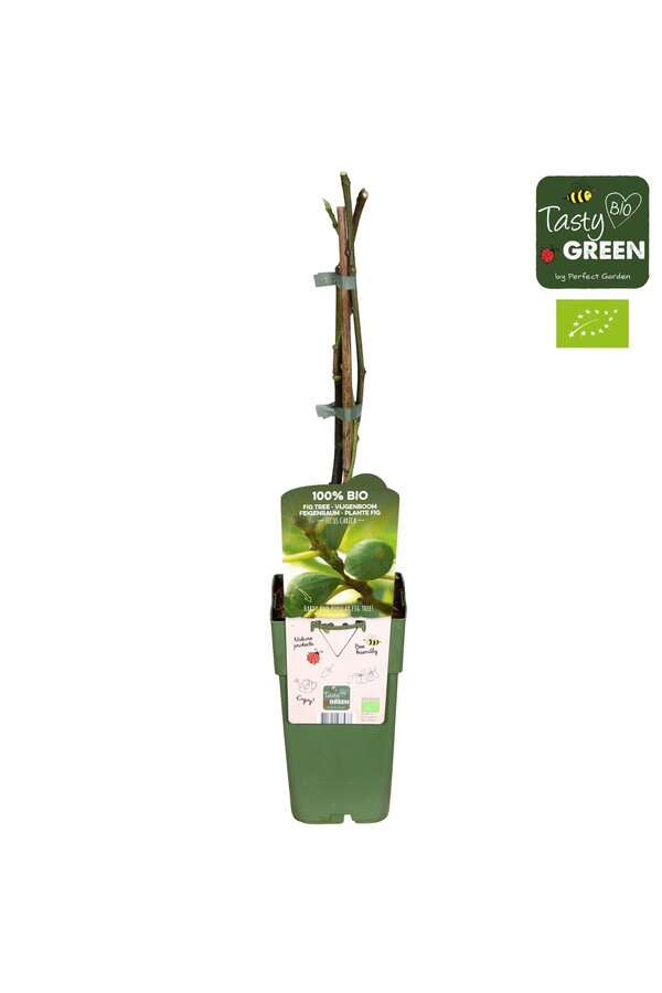 Ficus carica Brown Turkey Bio P15
