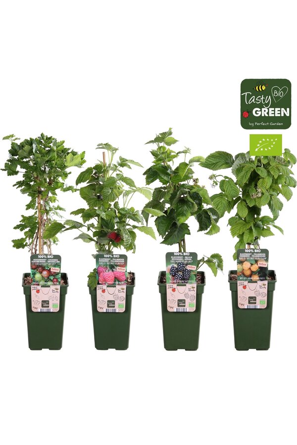 Fruit-Mix-Schale bio P19 exklusiv