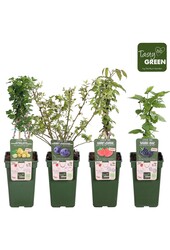 Fruit-Mix-Schale bio P19 exklusiv