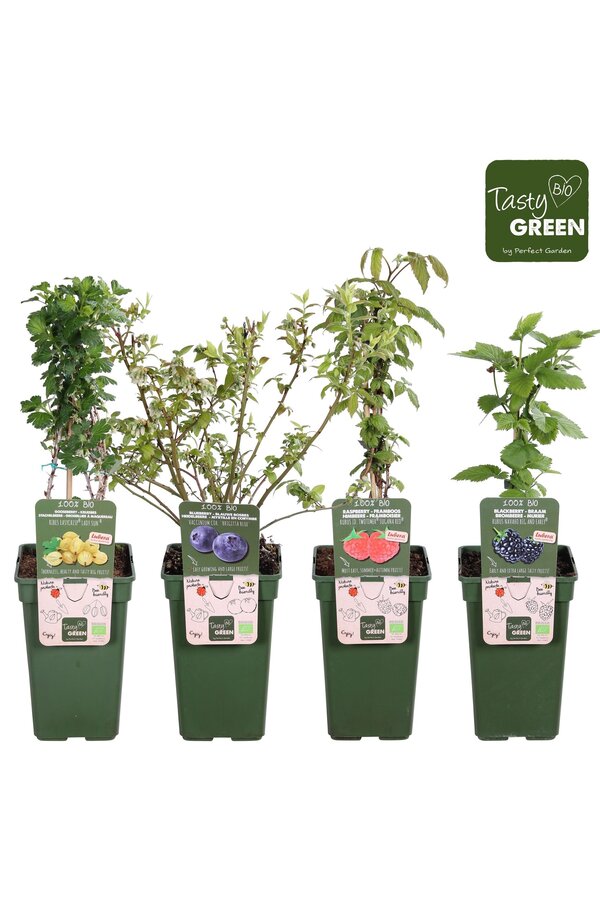 Fruit-Mix-Schale bio P19 exklusiv