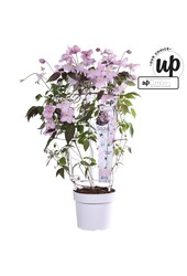 Clematis Montana Mayleen P19