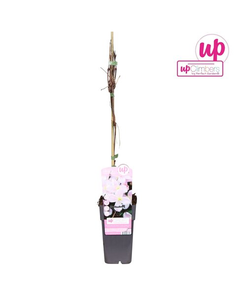 Clematis Montana Mayleen P15