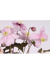 Clematis Montana Mayleen P15