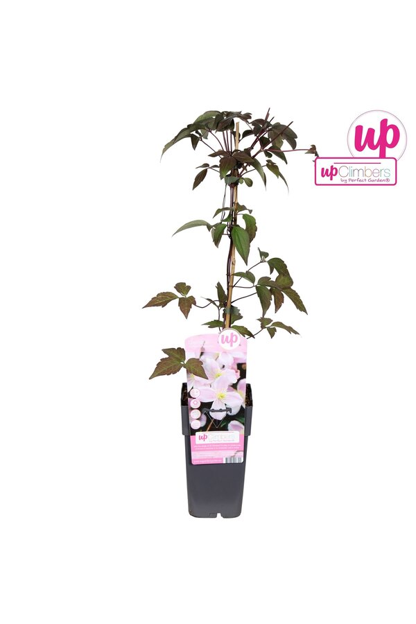 Clematis Montana Mayleen P15