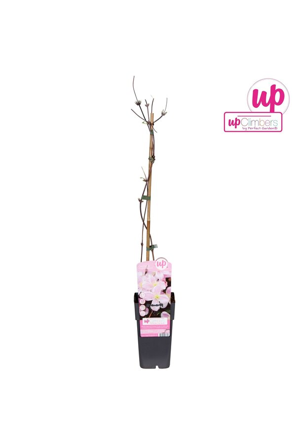 Clematis Montana Mayleen P15